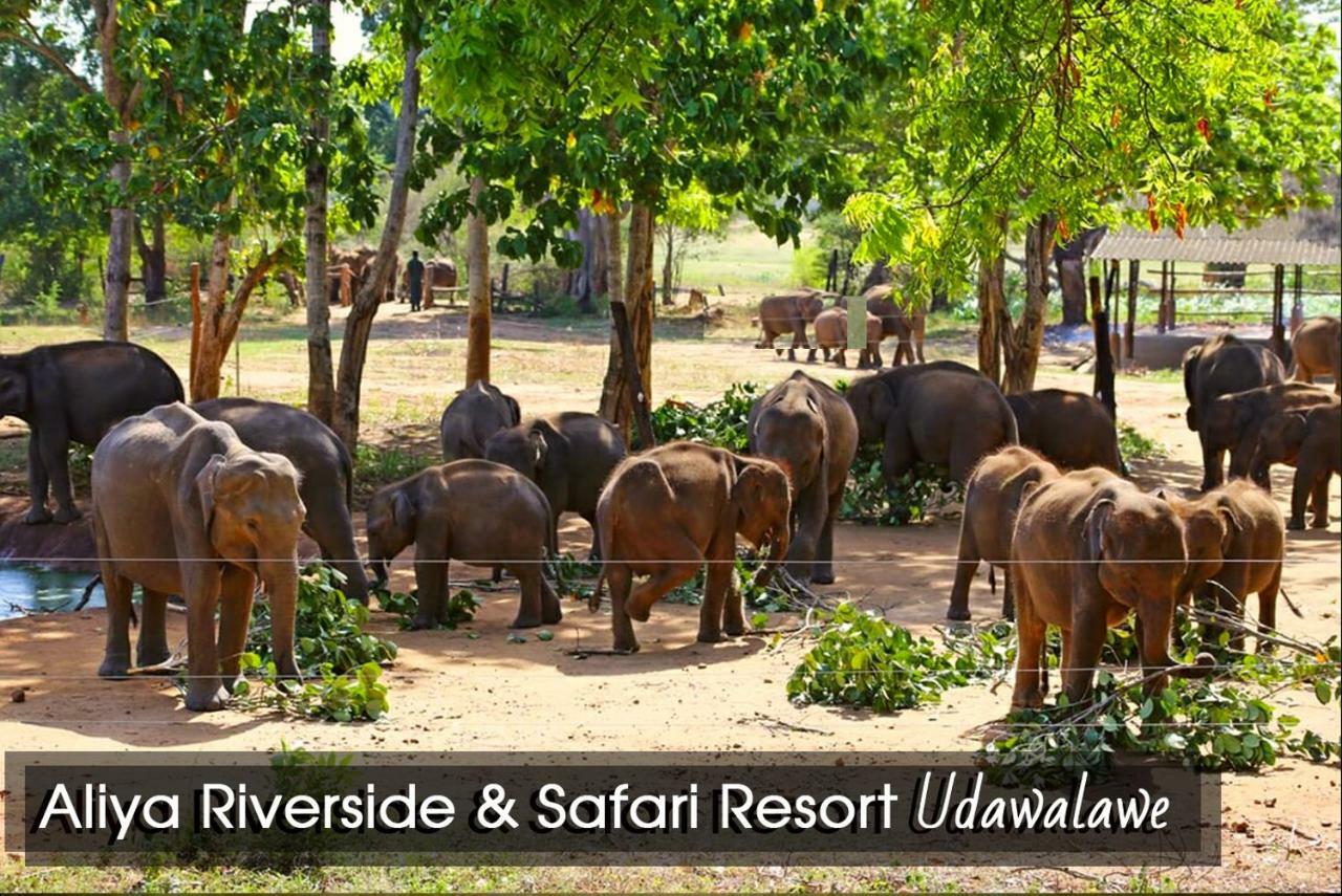 Aliya Riverside & Safari Resort Udawalawe Exteriér fotografie