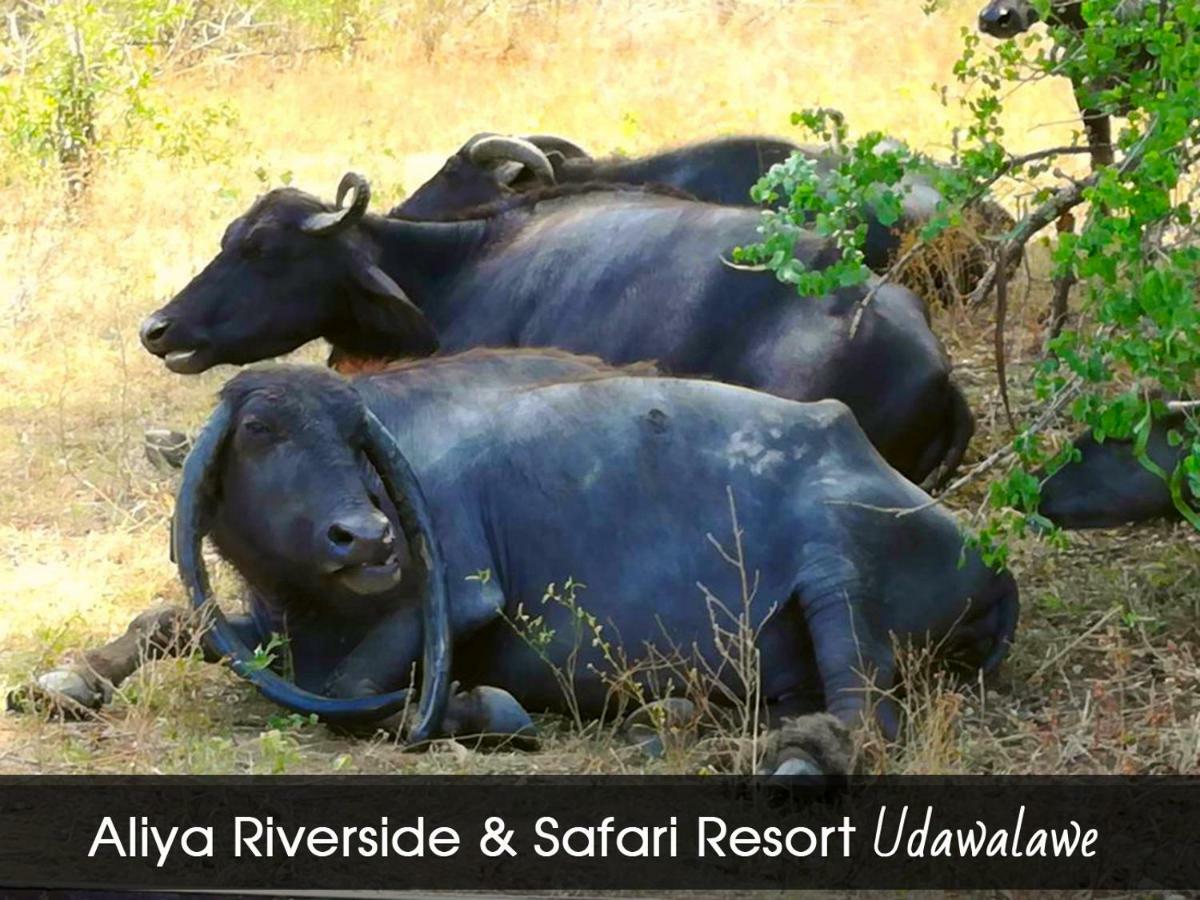 Aliya Riverside & Safari Resort Udawalawe Exteriér fotografie